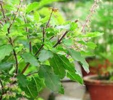 Tulsi Health Benefits Hindi