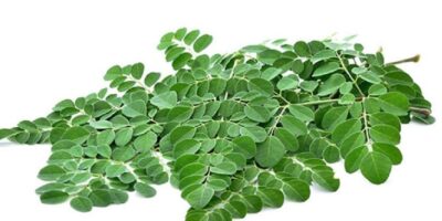 Moringa Leaves Benefits